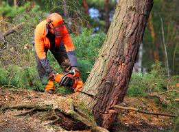 Trusted Lady Lake, FL Tree Removal and Landscaping Services Experts